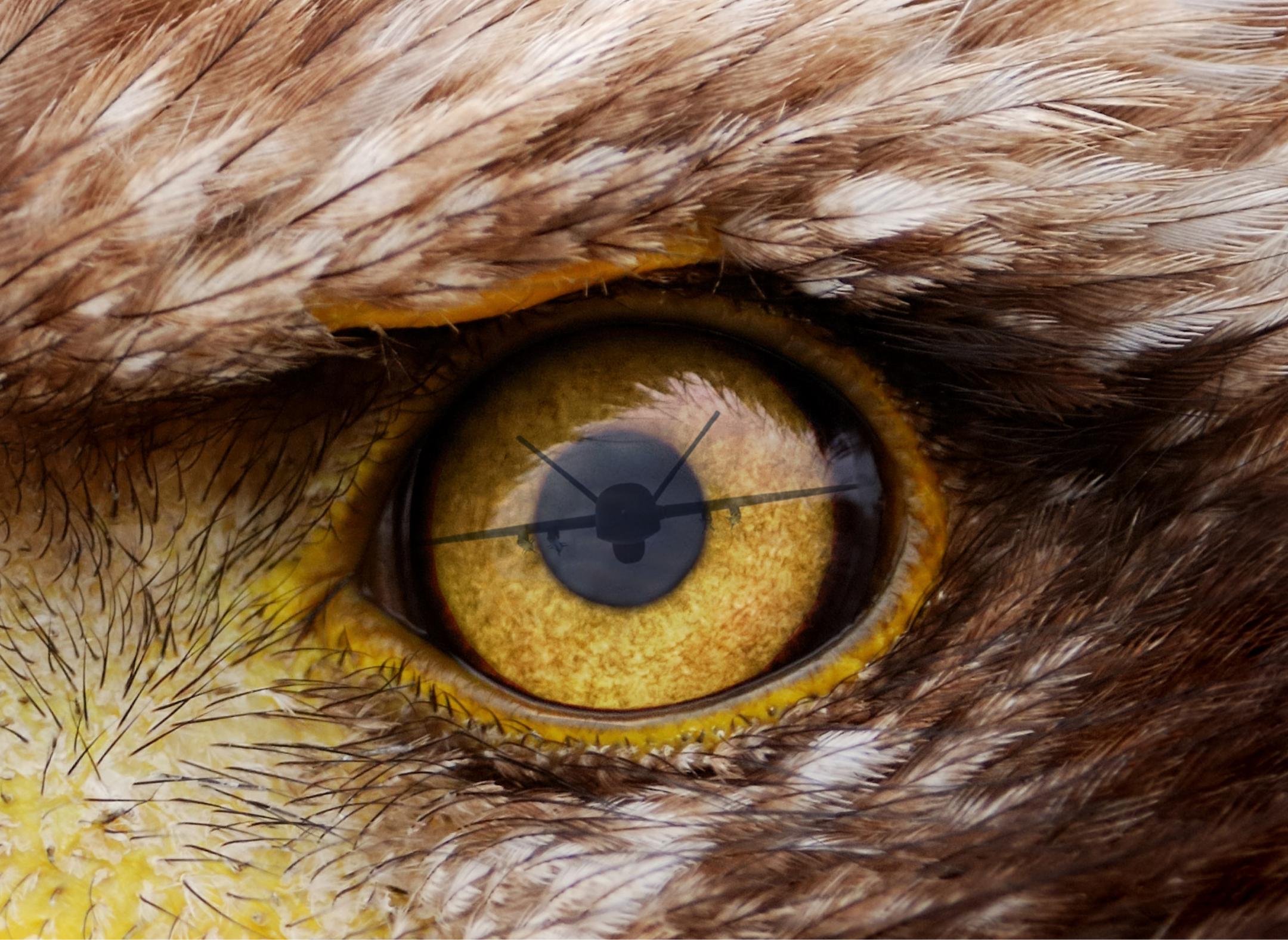 Close up of an eagle's eye with the reflection of an MQ-9 Reaper drone.